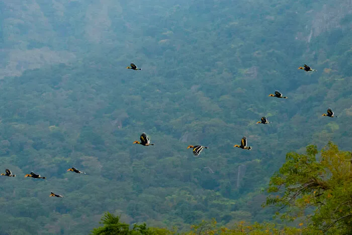 I Took Unique Photos Of Great Hornbills In India (8 Pics)