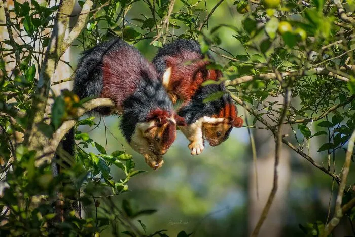 In Honor Of Valentine's Day, I Want To Share My 17 Photos Of Animals Celebrating Love