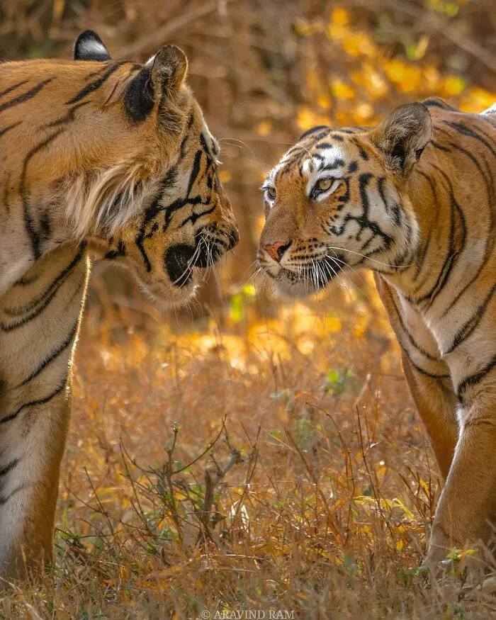 In Honor Of Valentine's Day, I Want To Share My 17 Photos Of Animals Celebrating Love