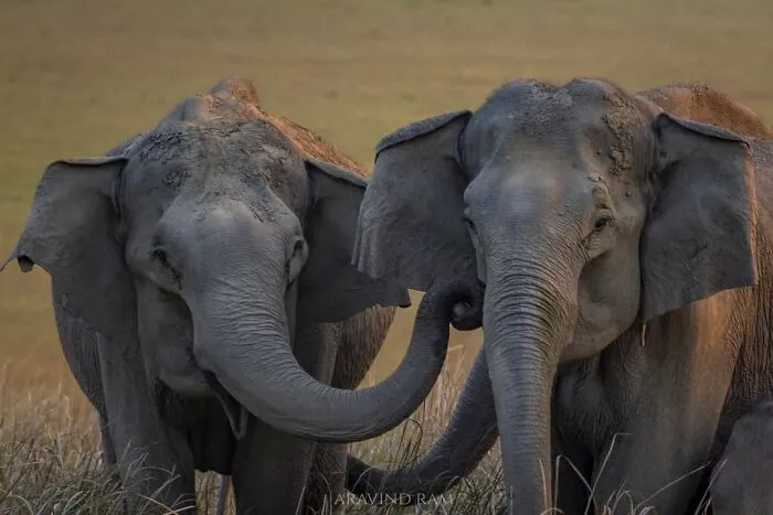 In Honor Of Valentine's Day, I Want To Share My 17 Photos Of Animals Celebrating Love