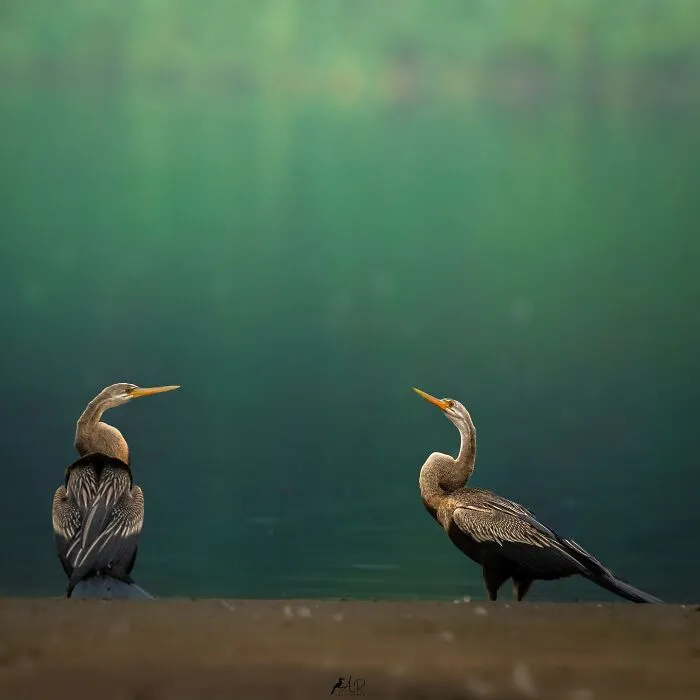 In Honor Of Valentine's Day, I Want To Share My 17 Photos Of Animals Celebrating Love