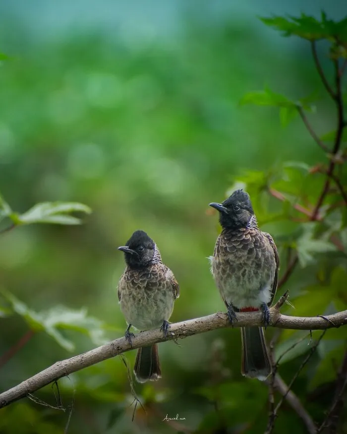 In Honor Of Valentine's Day, I Want To Share My 17 Photos Of Animals Celebrating Love