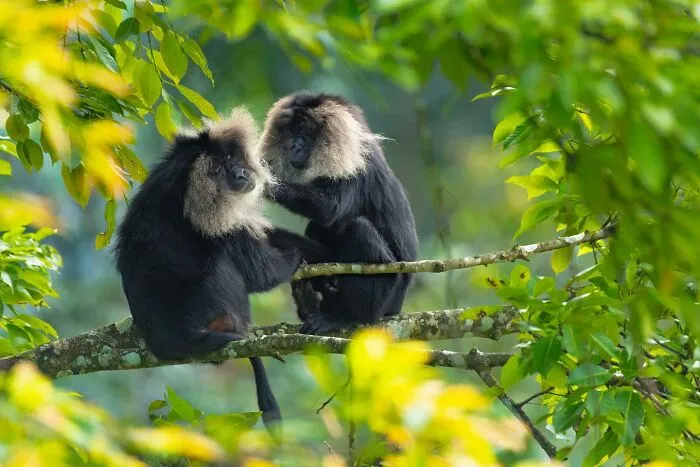 In Honor Of Valentine's Day, I Want To Share My 17 Photos Of Animals Celebrating Love