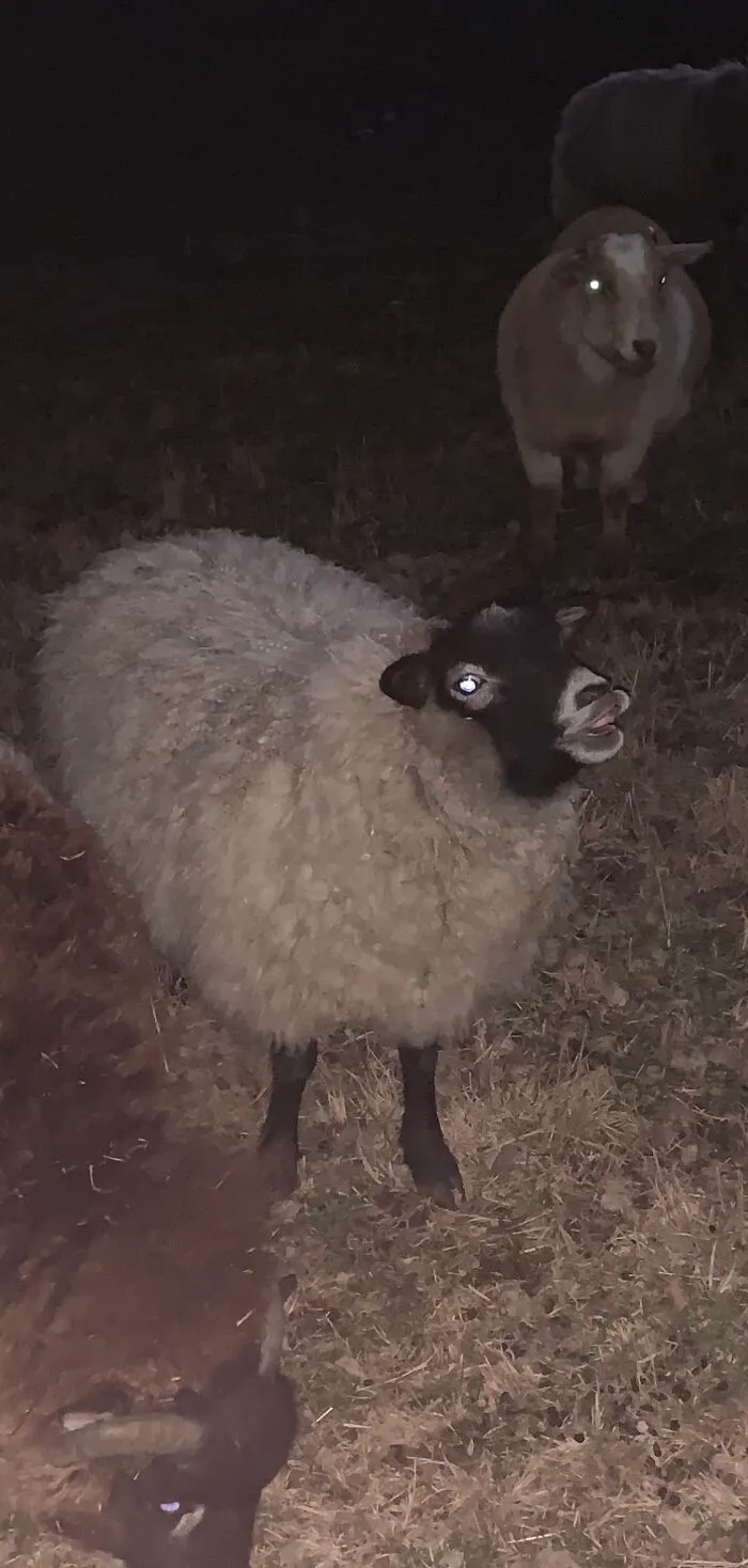 My Creepy Sheep Being A Derp Because My Best Friend Hates It
