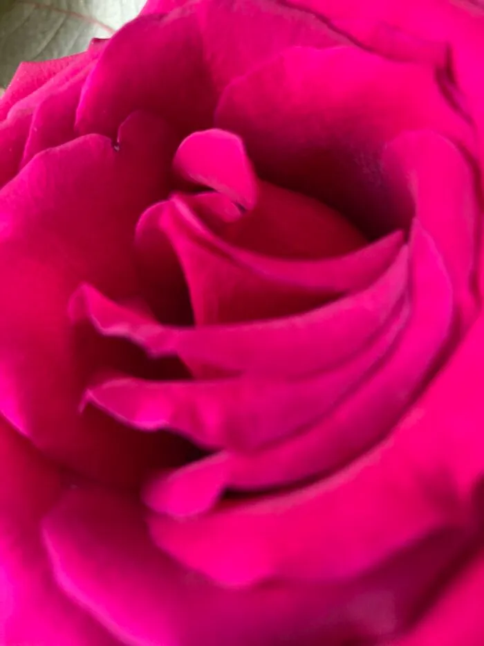This Picture Of A Rose I Took