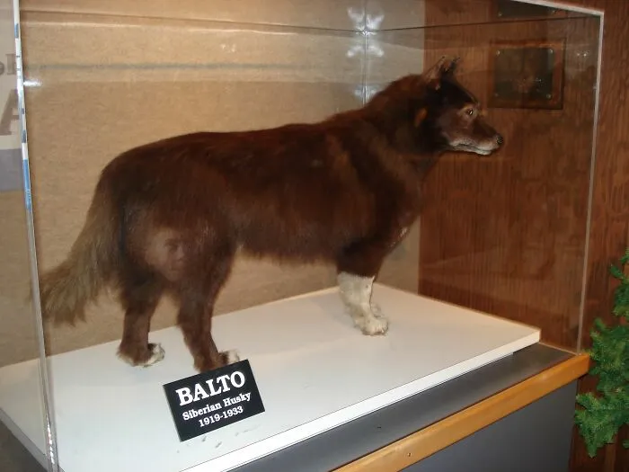 Balto The Siberian Husky