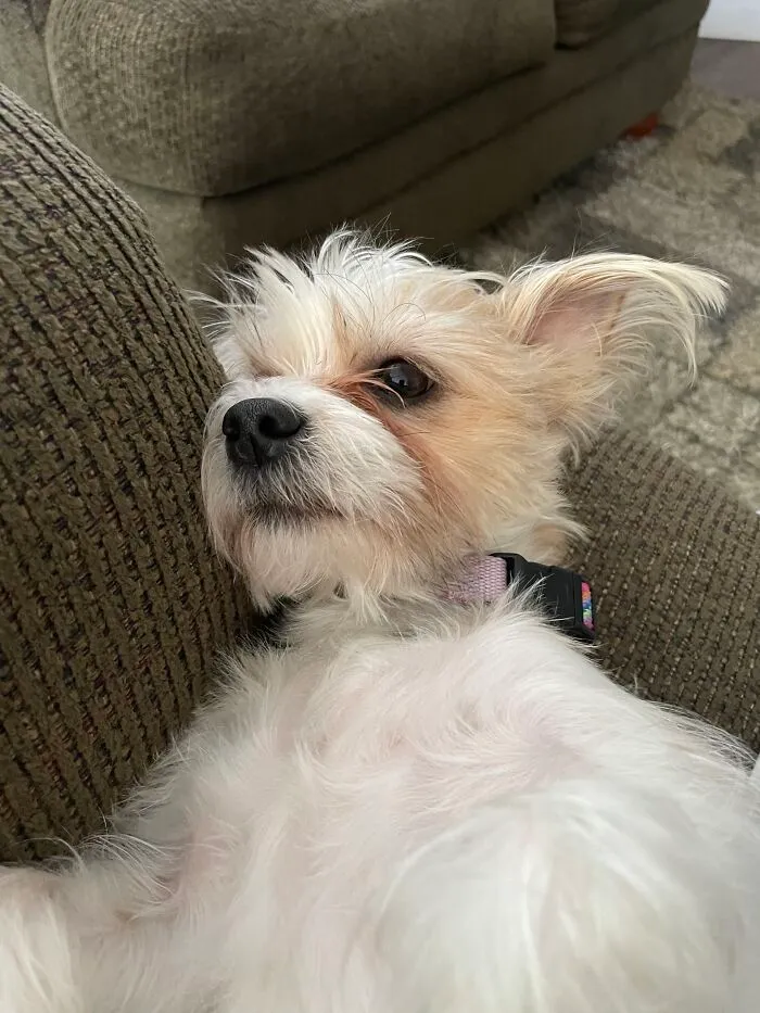 Will Remain Derpy