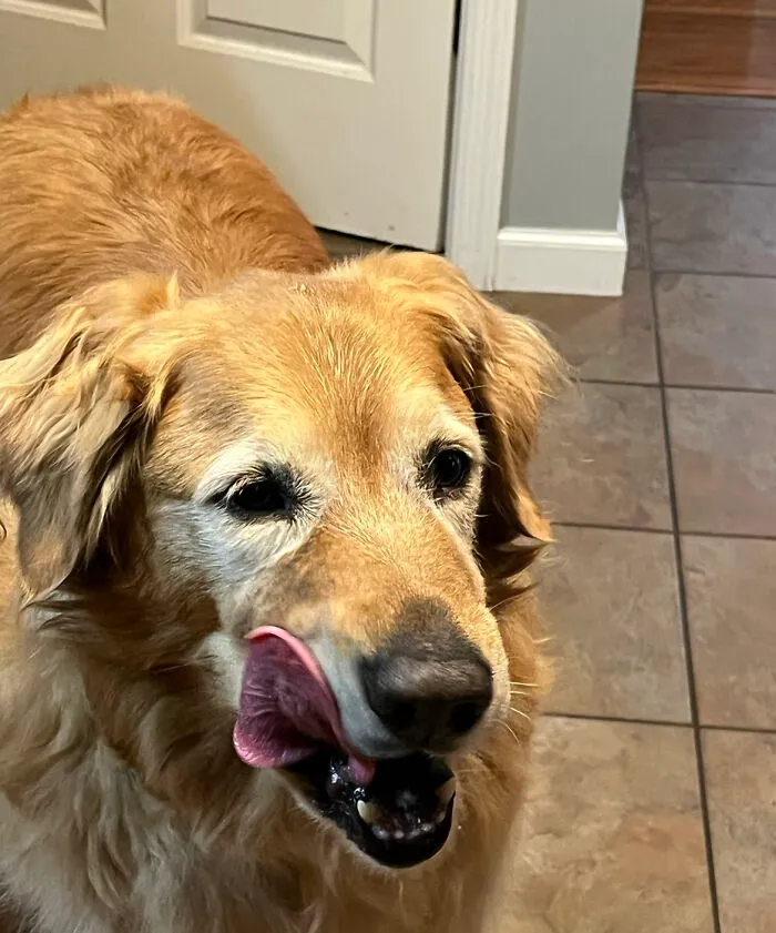 Rosie Watching Me Make Some Breakfast