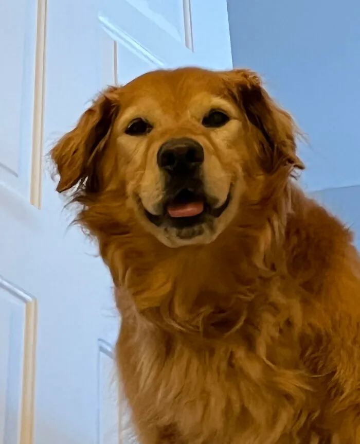 Rosie After Stealing My Breakfast When I Went To Grab My Water