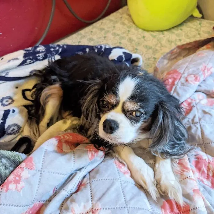 Today Belle Turns 10 Yrs Old!!