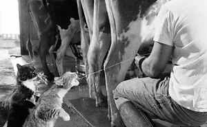 50 Must-See Historical Images That May Make You Want To Open A History Book Once Again