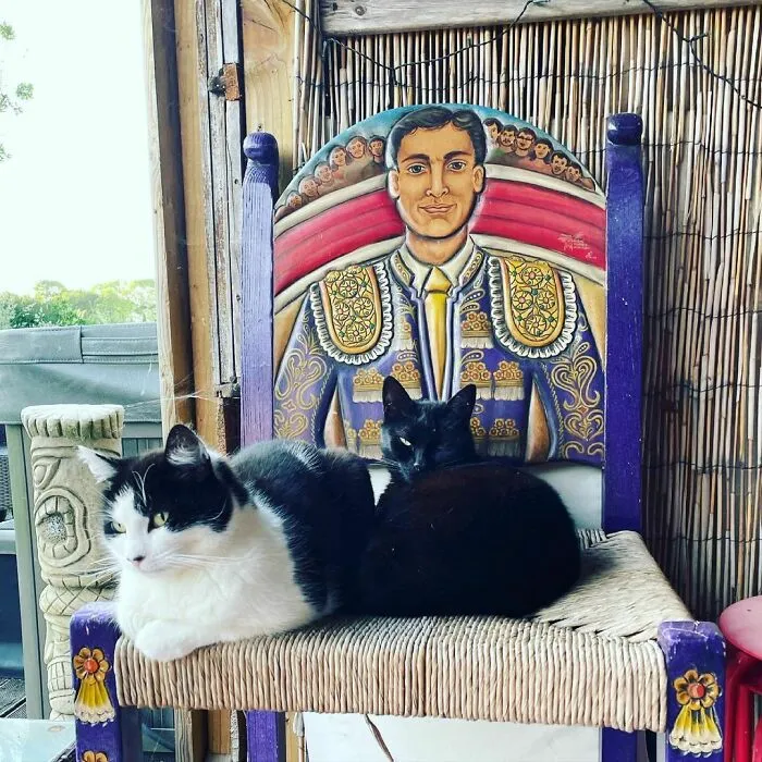 Cats On A Weird Chair