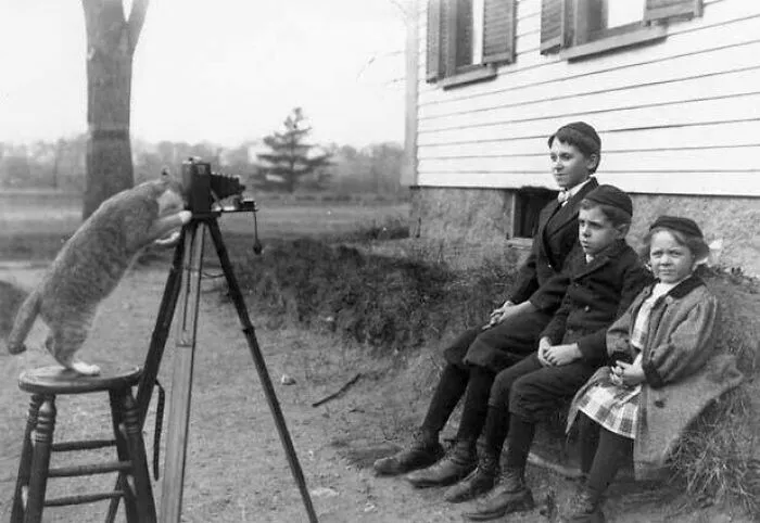 1909, Wakefield, Massachusetts. Young Members Of The Payro Family Being “Photographed” By Their Cat. Photo By Joseph C. Payro