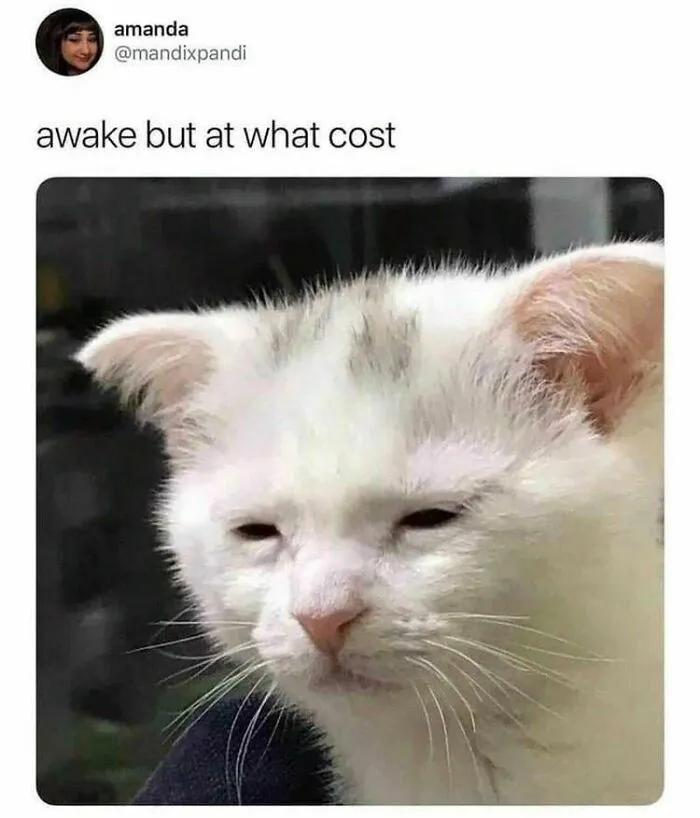 Tired cat meme with caption "awake but at what cost," reflecting meme humor.