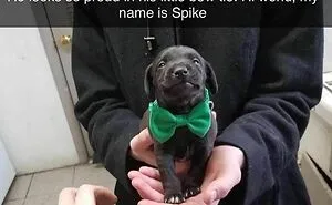 50 Memes That Dog Owners May Find Humorously Relatable