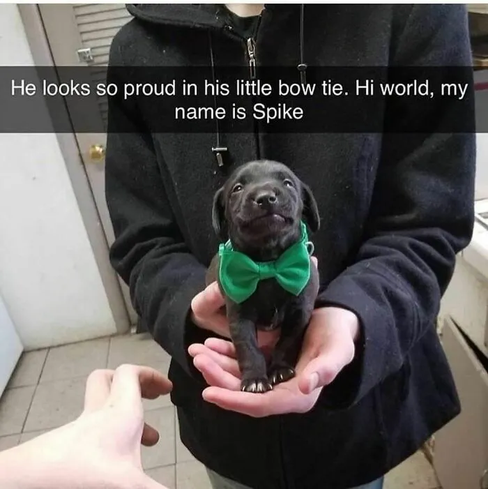 Funny-Dogs-Memes-Dogspix