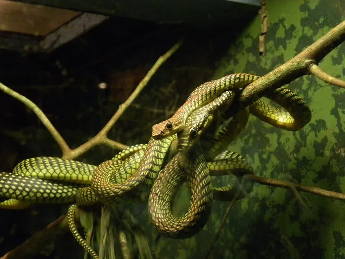 35 Awesome Snake Facts To Shed Some Light On These Cool Reptiles