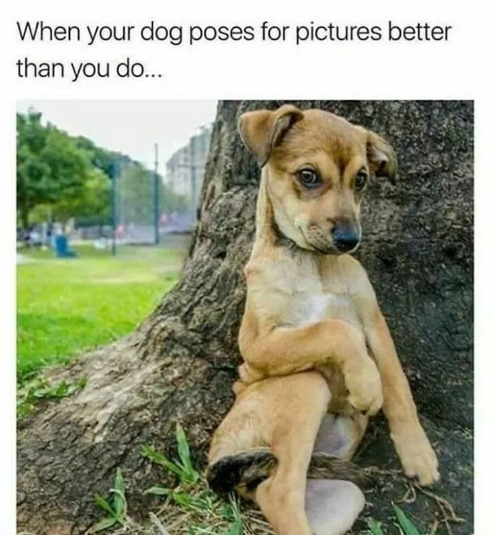 Cute dog sitting humorously against tree, looking camera-ready, relatable for dog owners.