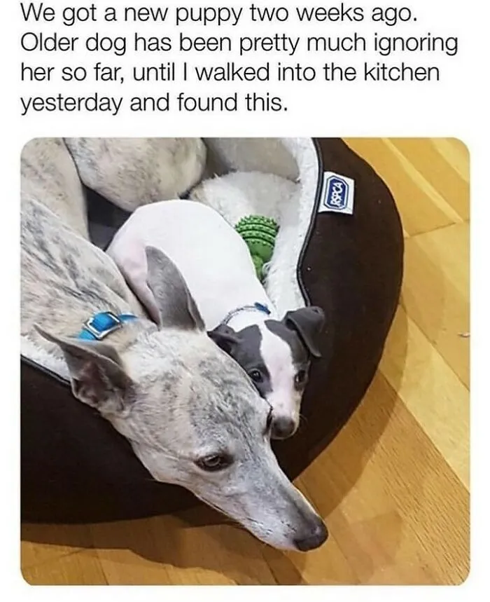 Older dog and new puppy cuddling in a dog bed, humorously relatable moment for dog owners.