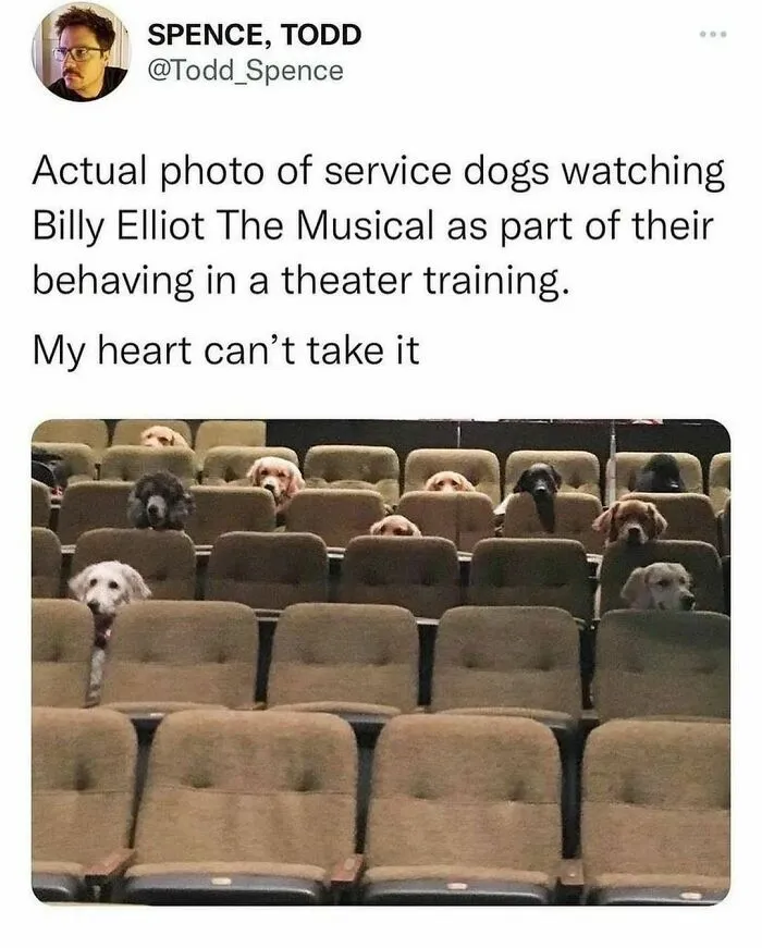 Service dogs sitting in theater seats, humorously relatable for dog owners.