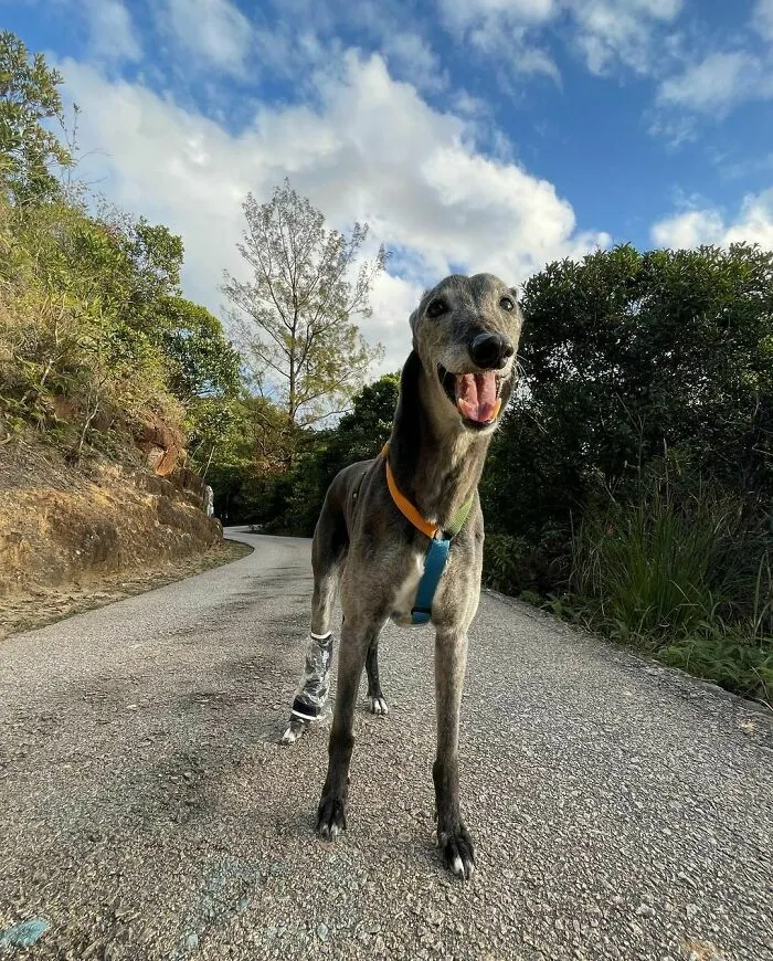 Might Have Lost My Ears In The Wild Today