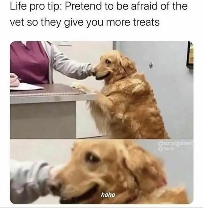 Dog meme showing a golden retriever pretending to fear the vet for more treats, humorously relatable for dog owners.