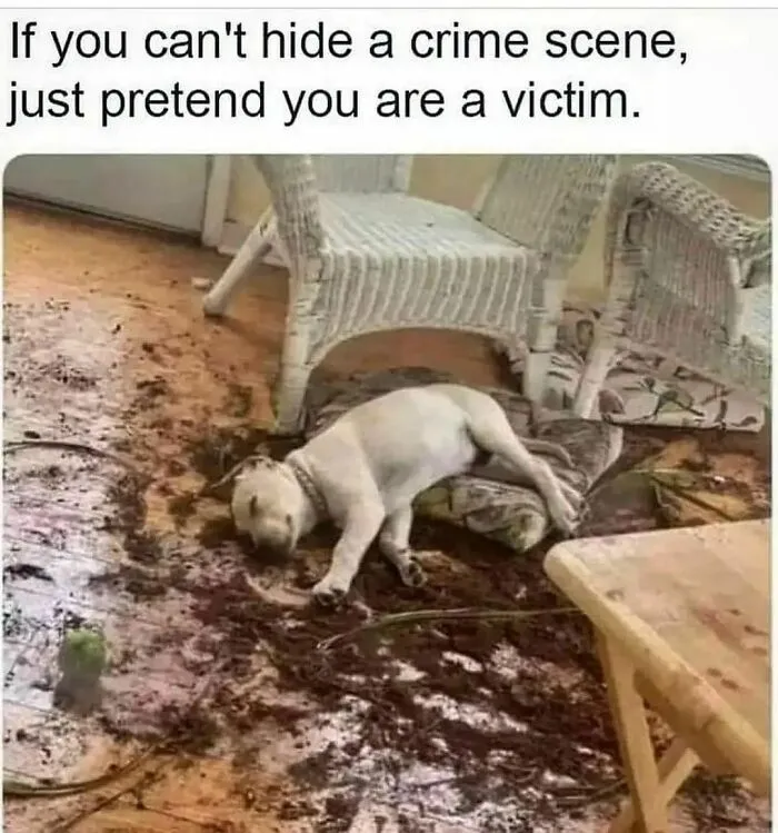 Dog humor meme: a dog feigning innocence amid a messy living room, humorously relatable for dog owners.