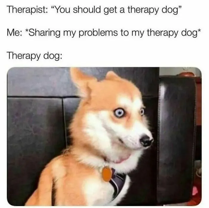 Therapy dog meme showing a dog with a surprised expression, humorously relatable for dog owners.