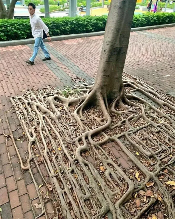 Banyan Tree Roots In Hong Kong