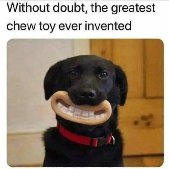 Dog with a humorous chew toy shaped like a goofy smile, creating a funny and relatable moment for dog owners.