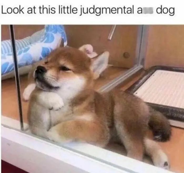 Adorable dog lying with a judging expression in a humorous meme for dog owners.