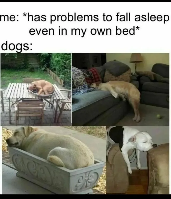 Dogs sleeping in funny positions that dog owners may find humorously relatable.