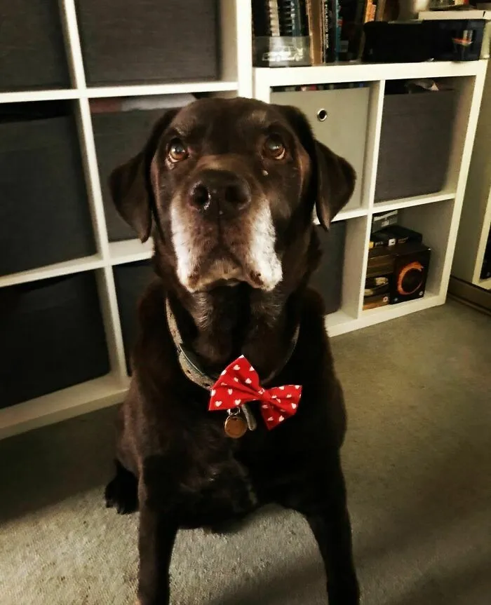 The Goodest Of The Good Boys