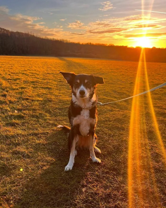 Happy Love Your Pet Day