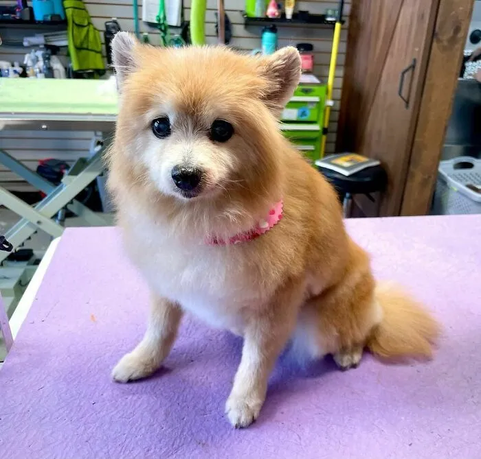 an old red dog sitting on the grooming table
