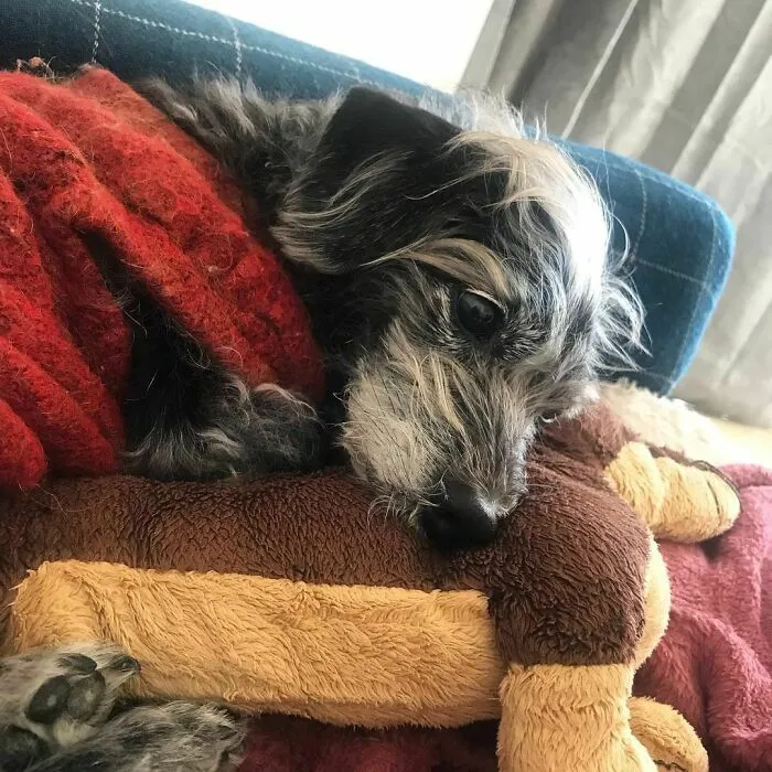 an old dog in a red sweater rested on its toy