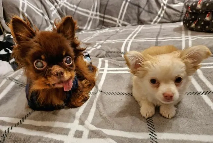 an old brown dog and white dog sitting together on the blanket