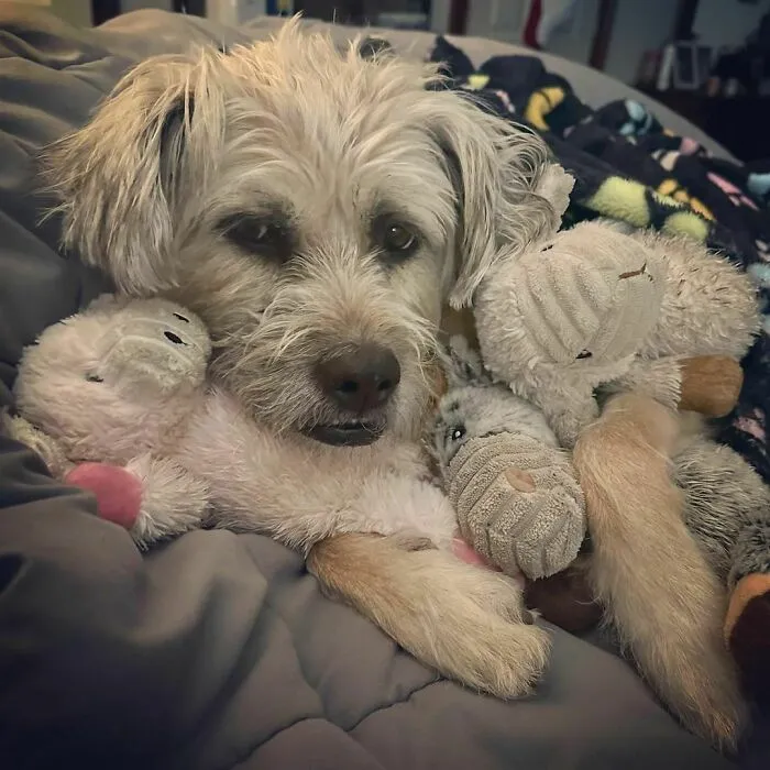 Momma-Bear