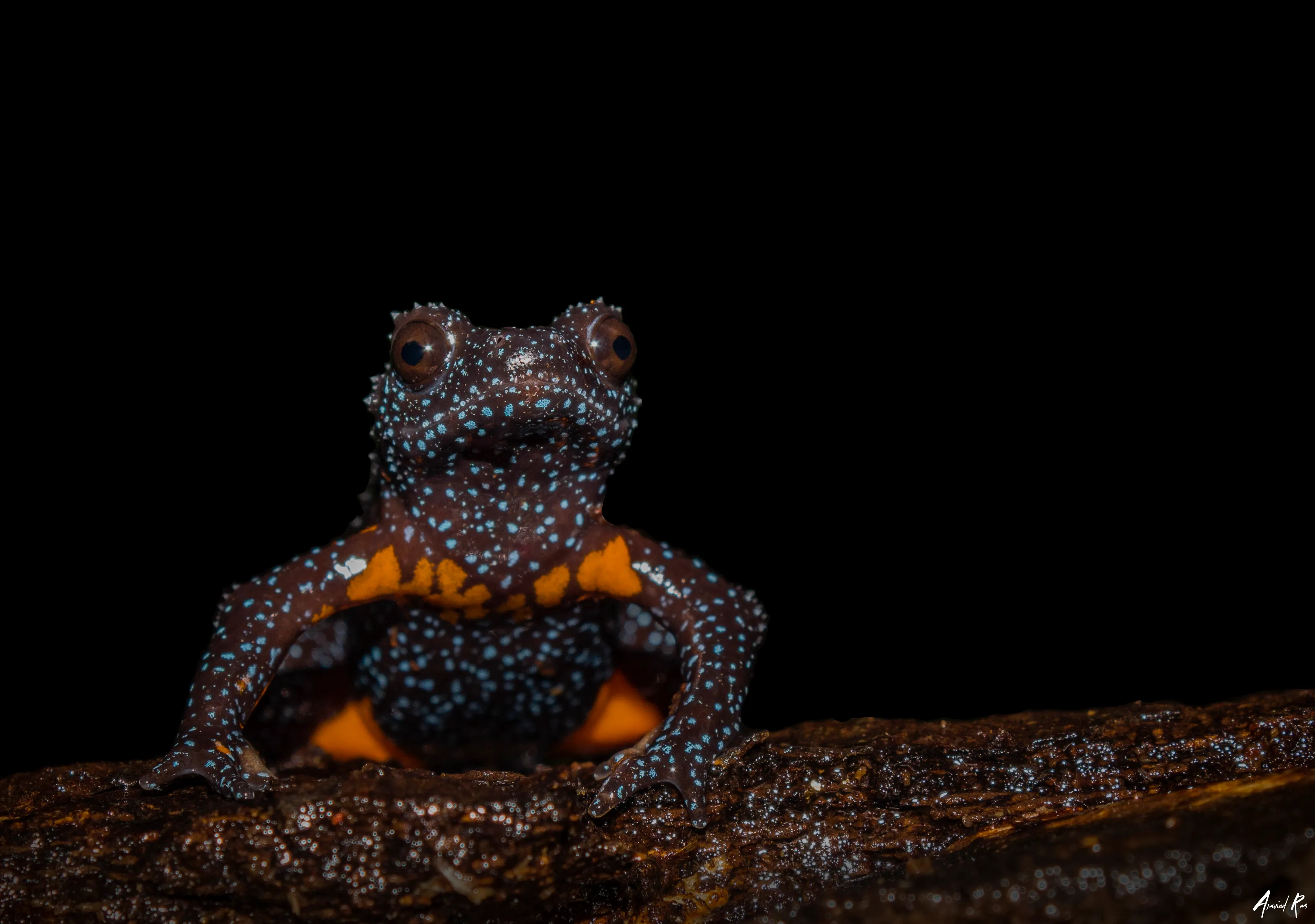 Encounter With The Rare Galaxy Frog