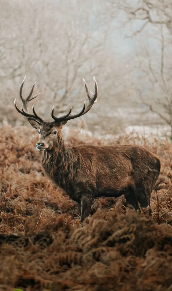 Richmond Park