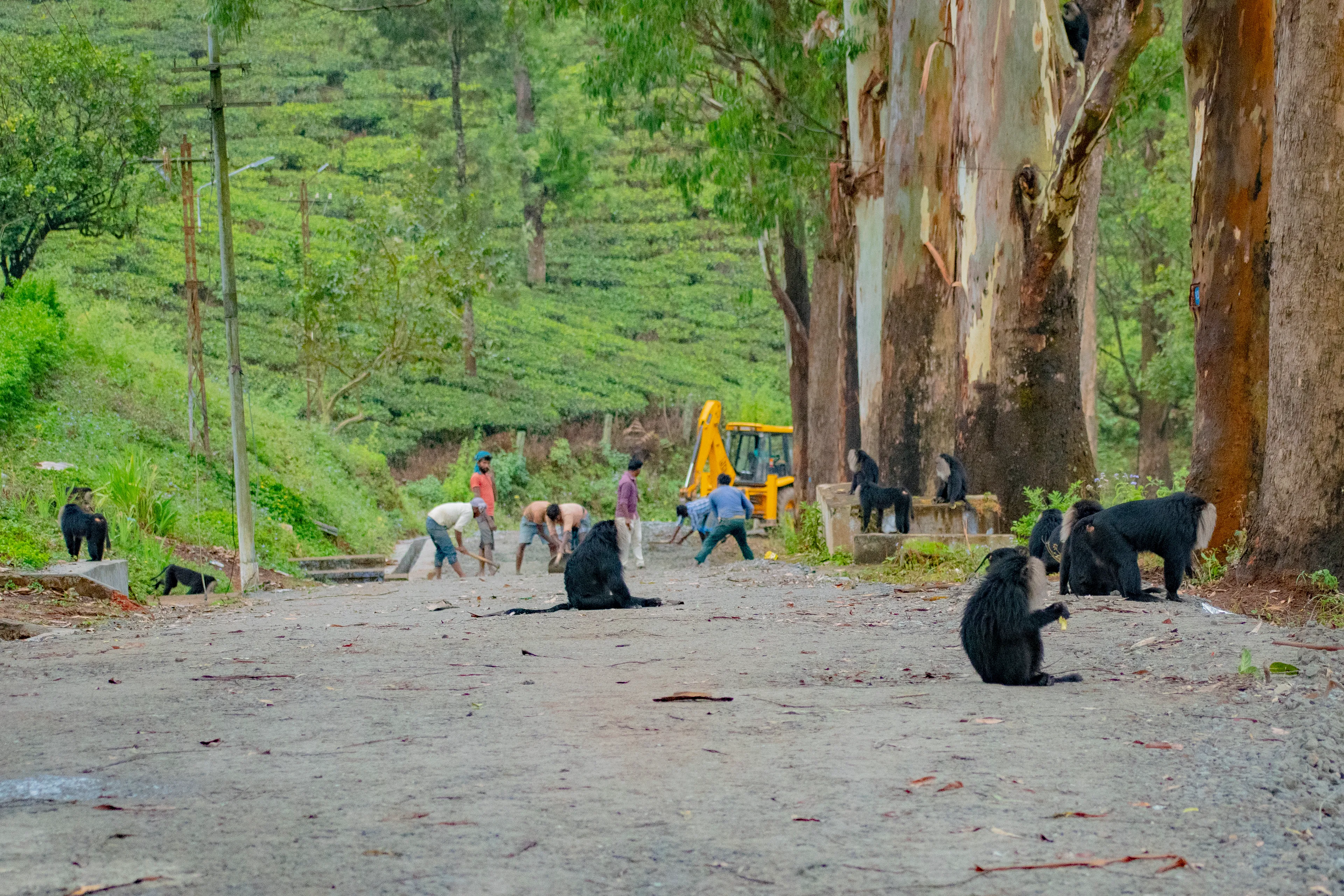 I Spent 1 Hour To Capture This Old World Monkey And New World Monkey !
