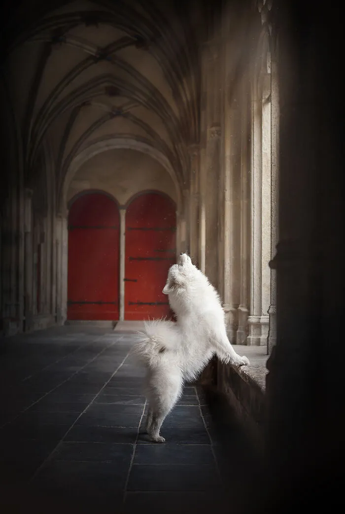 Dog Photography Has Allowed Me To Meet Lots Of Amazing Four-Legged Creatures And Discover Places I Didn't Know Existed Before (32 Pics)