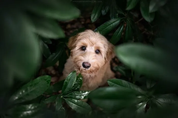 Dog Photography Has Allowed Me To Meet Lots Of Amazing Four-Legged Creatures And Discover Places I Didn't Know Existed Before (32 Pics)