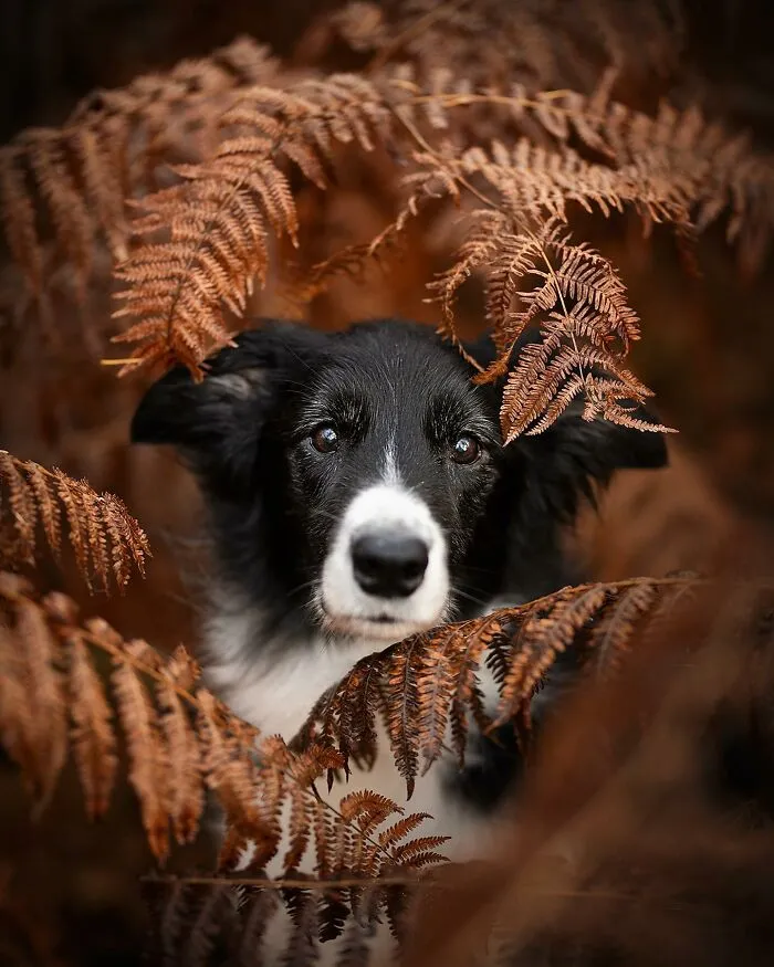 Dog Photography Has Allowed Me To Meet Lots Of Amazing Four-Legged Creatures And Discover Places I Didn't Know Existed Before (32 Pics)