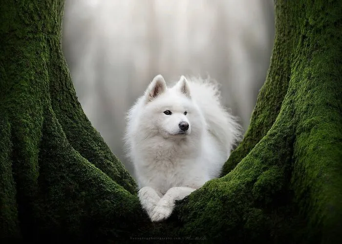 Dog Photography Has Allowed Me To Meet Lots Of Amazing Four-Legged Creatures And Discover Places I Didn't Know Existed Before (32 Pics)