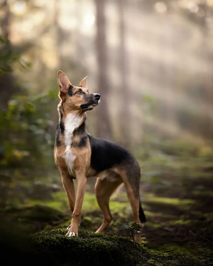 Dog Photography Has Allowed Me To Meet Lots Of Amazing Four-Legged Creatures And Discover Places I Didn't Know Existed Before (32 Pics)
