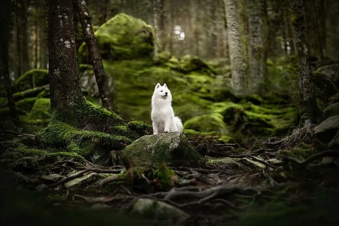 Dog Photography Has Allowed Me To Meet Lots Of Amazing Four-Legged Creatures And Discover Places I Didn't Know Existed Before (32 Pics)