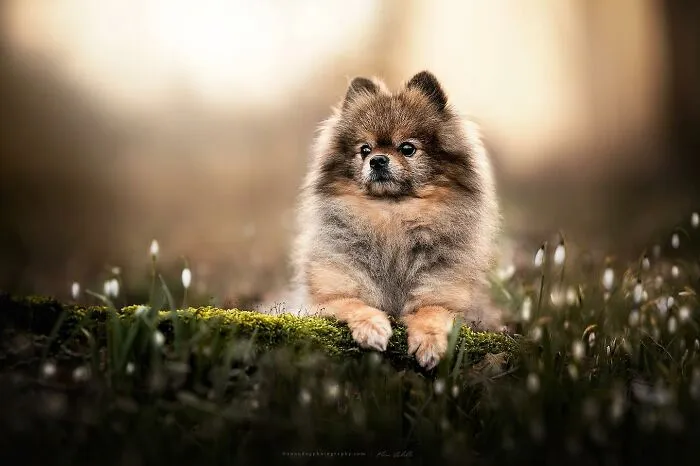 Dog Photography Has Allowed Me To Meet Lots Of Amazing Four-Legged Creatures And Discover Places I Didn't Know Existed Before (32 Pics)