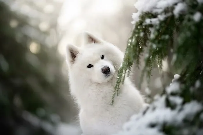 Dog Photography Has Allowed Me To Meet Lots Of Amazing Four-Legged Creatures And Discover Places I Didn't Know Existed Before (32 Pics)