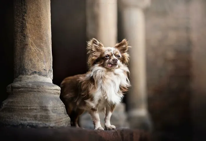 Dog Photography Has Allowed Me To Meet Lots Of Amazing Four-Legged Creatures And Discover Places I Didn't Know Existed Before (32 Pics)